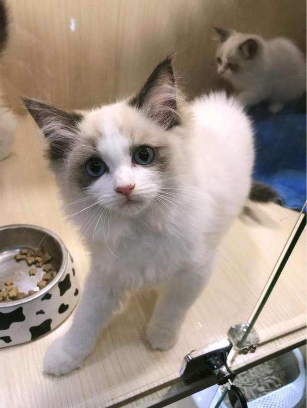 这个布偶猫咪好吗?什么品种的?