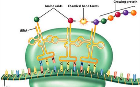 核酸结构与功能(3 trna/rrna结构与功能