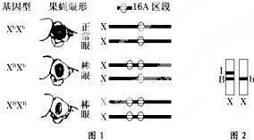 (1)图1表示对果蝇眼形的遗传研究结果,果蝇眼形由正常眼转变为棒状眼