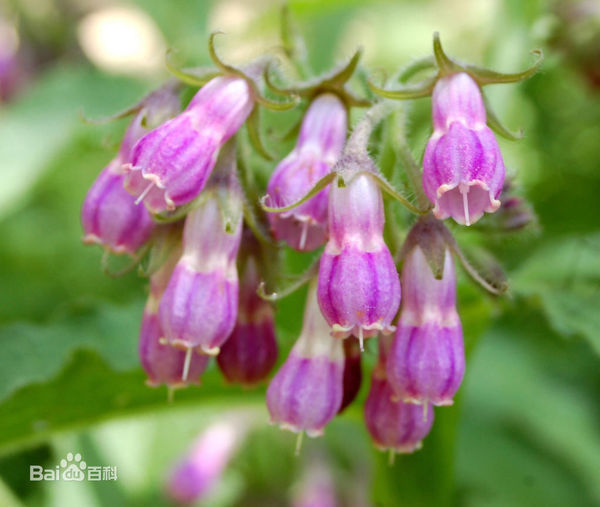 613人 紫草(学名:lithospermum erythrorhizon,别名山紫草,紫丹,紫芙