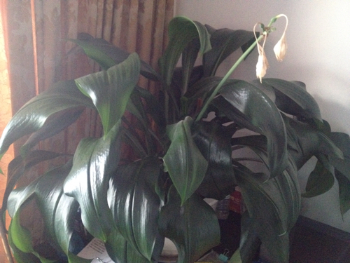 家里养的一盆花 多年生的宿根植物 叶子光滑厚实有纹理 开白色星状花
