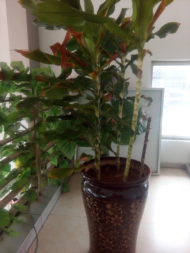 喜爱植物的朋友,想请大家看一下,这株植物是不是叫做时来运转.