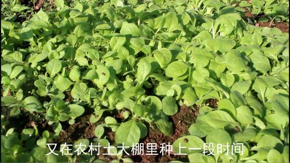 50块钱一包的香烟,最初的幼苗像小白菜,农村需要经过多次移栽