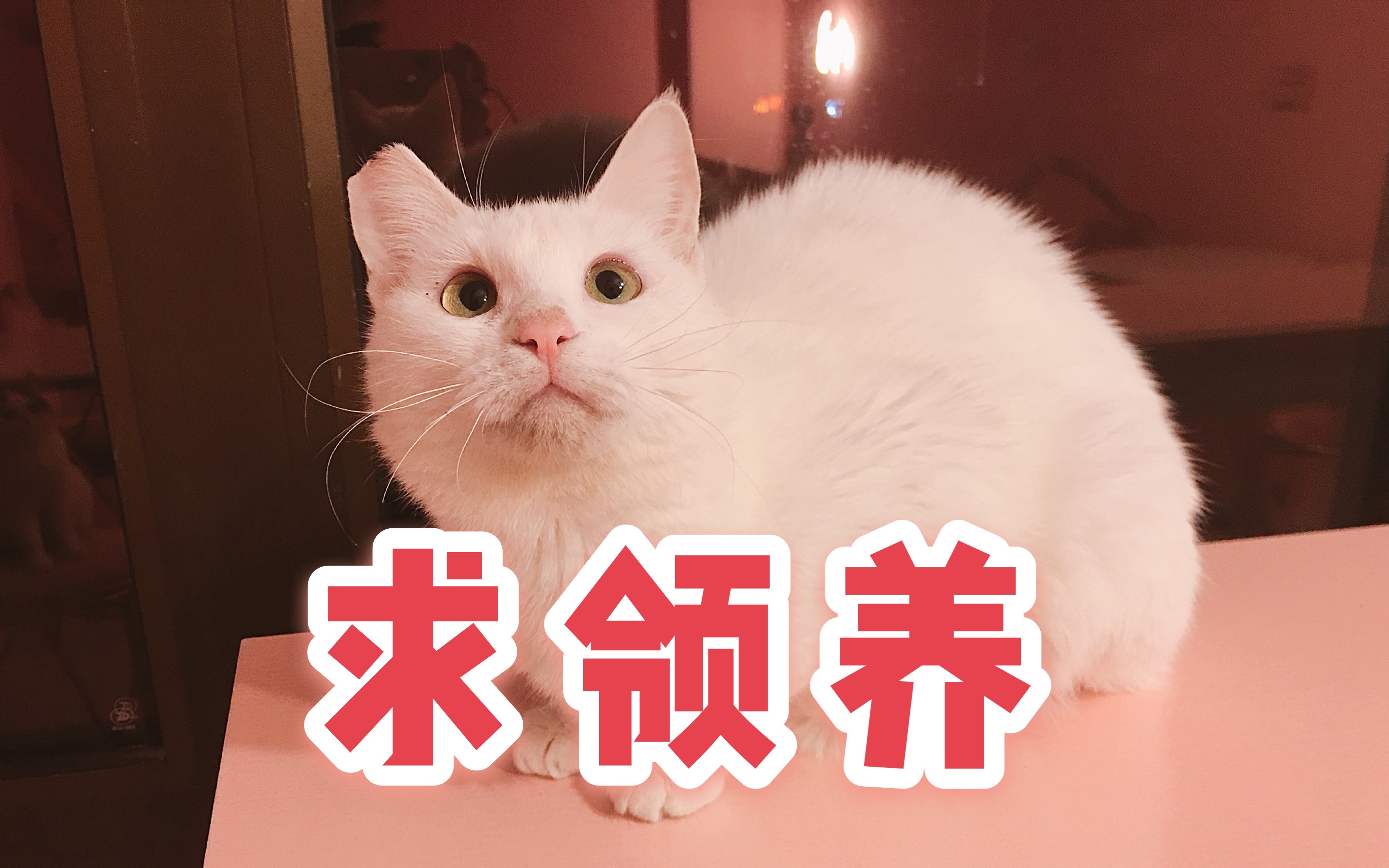 给猫咪打疫苗～大白白求领养啦!给她一个家吧～#上海流浪猫领养