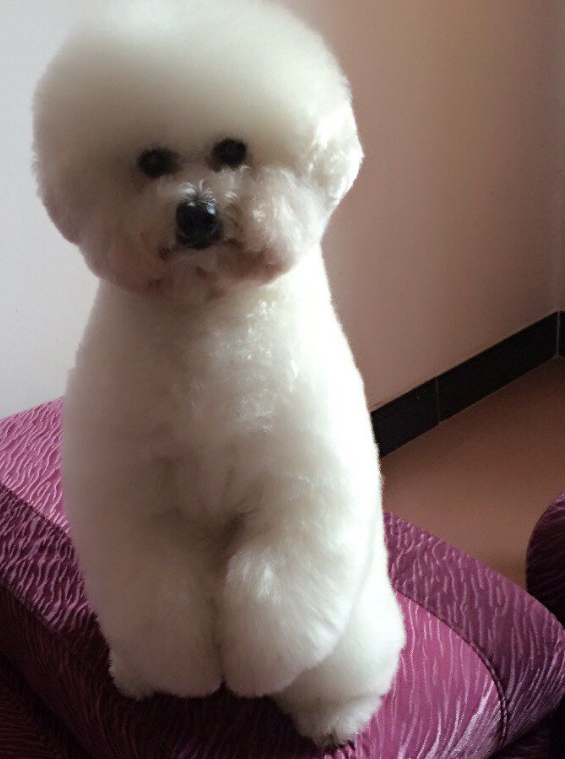 比熊犬长到多大,体型就定格了不会再长了?