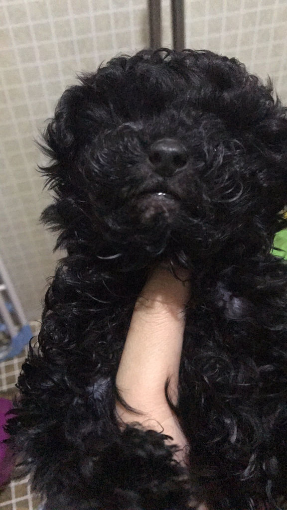 我家小泰迪最近嘴旁边经常掉毛,特别严重,求解!