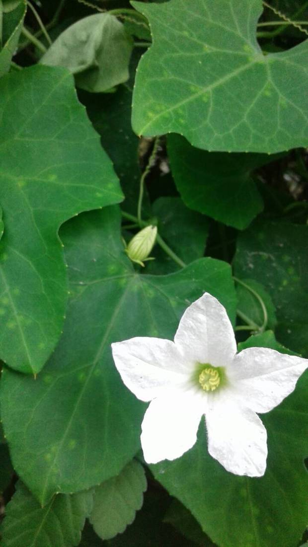 开白花的藤蔓植物是什麼?