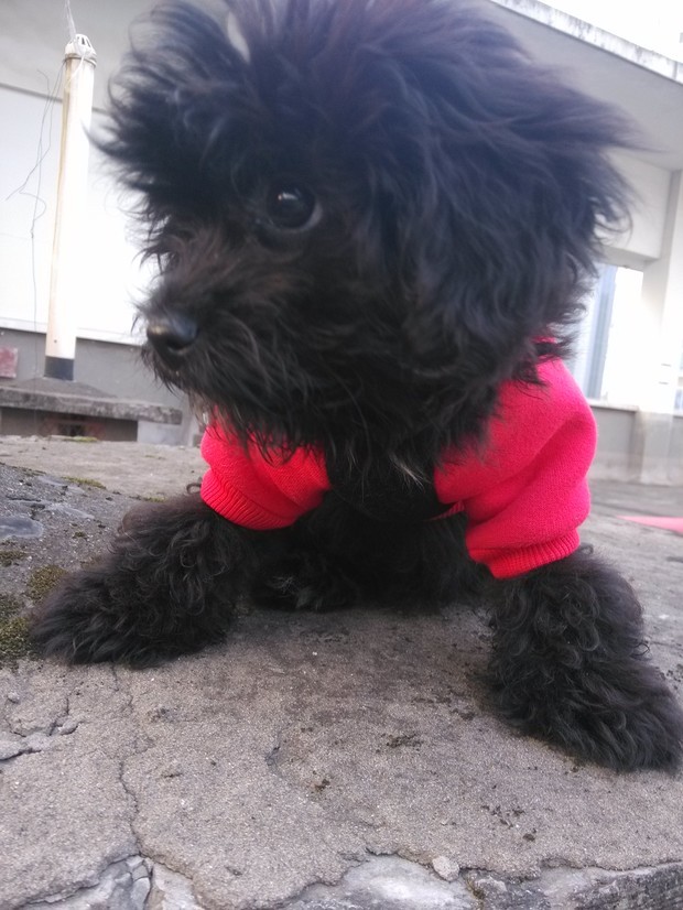 求鉴定,这是什么品种的狗狗,高分