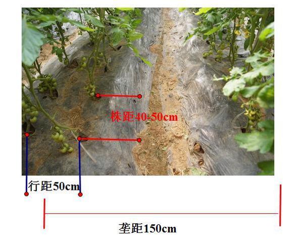 圣女果种植株距行距多少图片