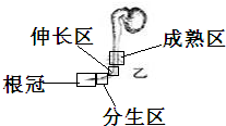 (2)请在乙图中标出成熟区,伸长区,分生区,根冠的位置.