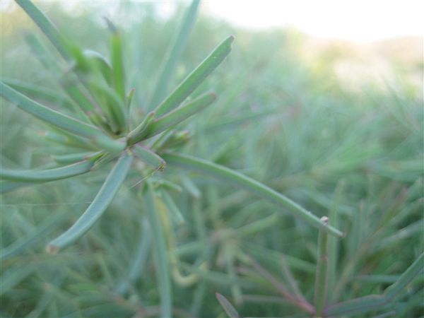 盐蓬菜,昌黎本地称为盐析菜.