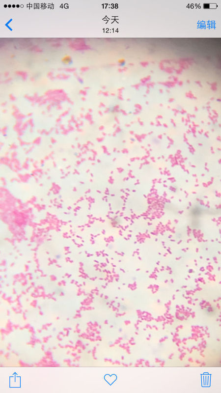 细菌的革兰氏染色法