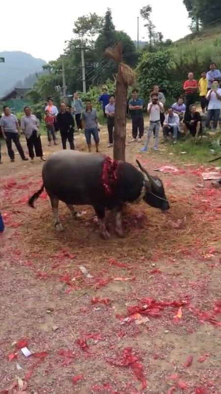 这种杀牛方式是哪里的习俗,为什么要杀得那么残忍?