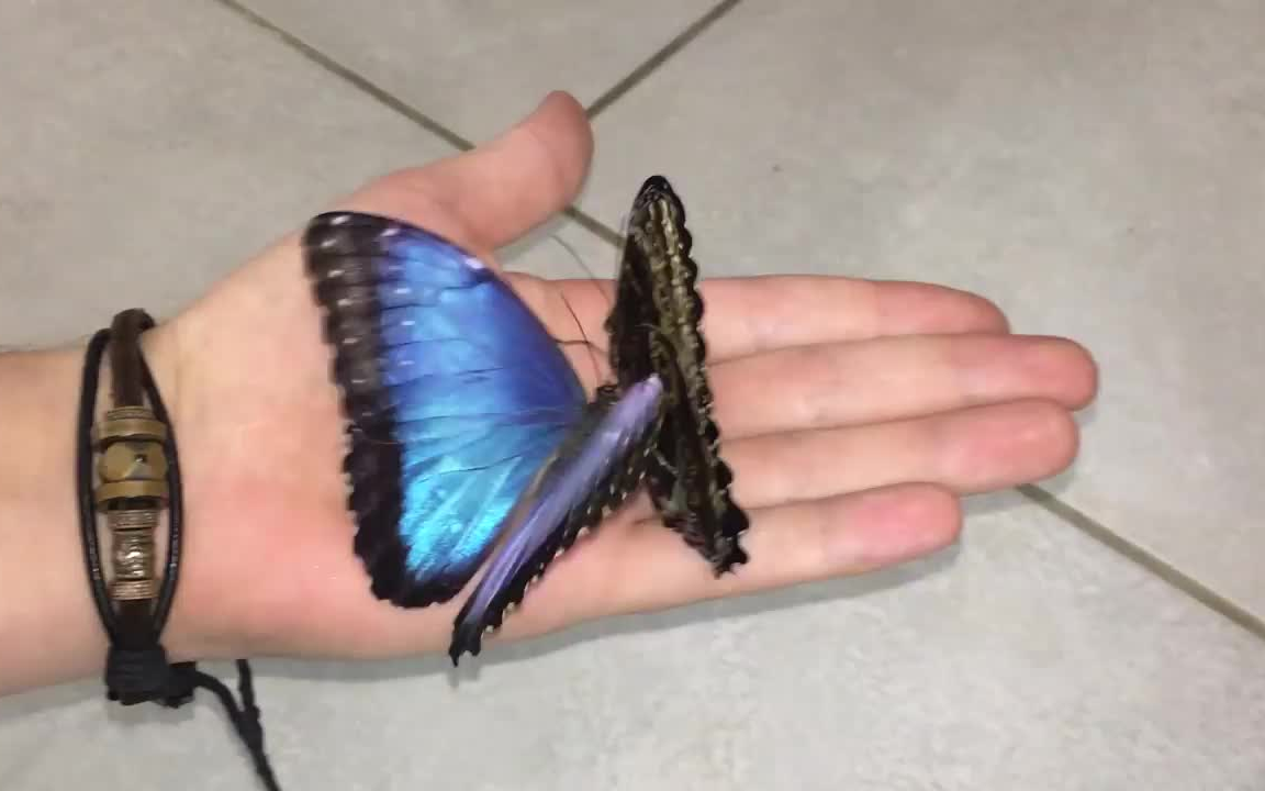 世界上最美丽的蝴蝶!