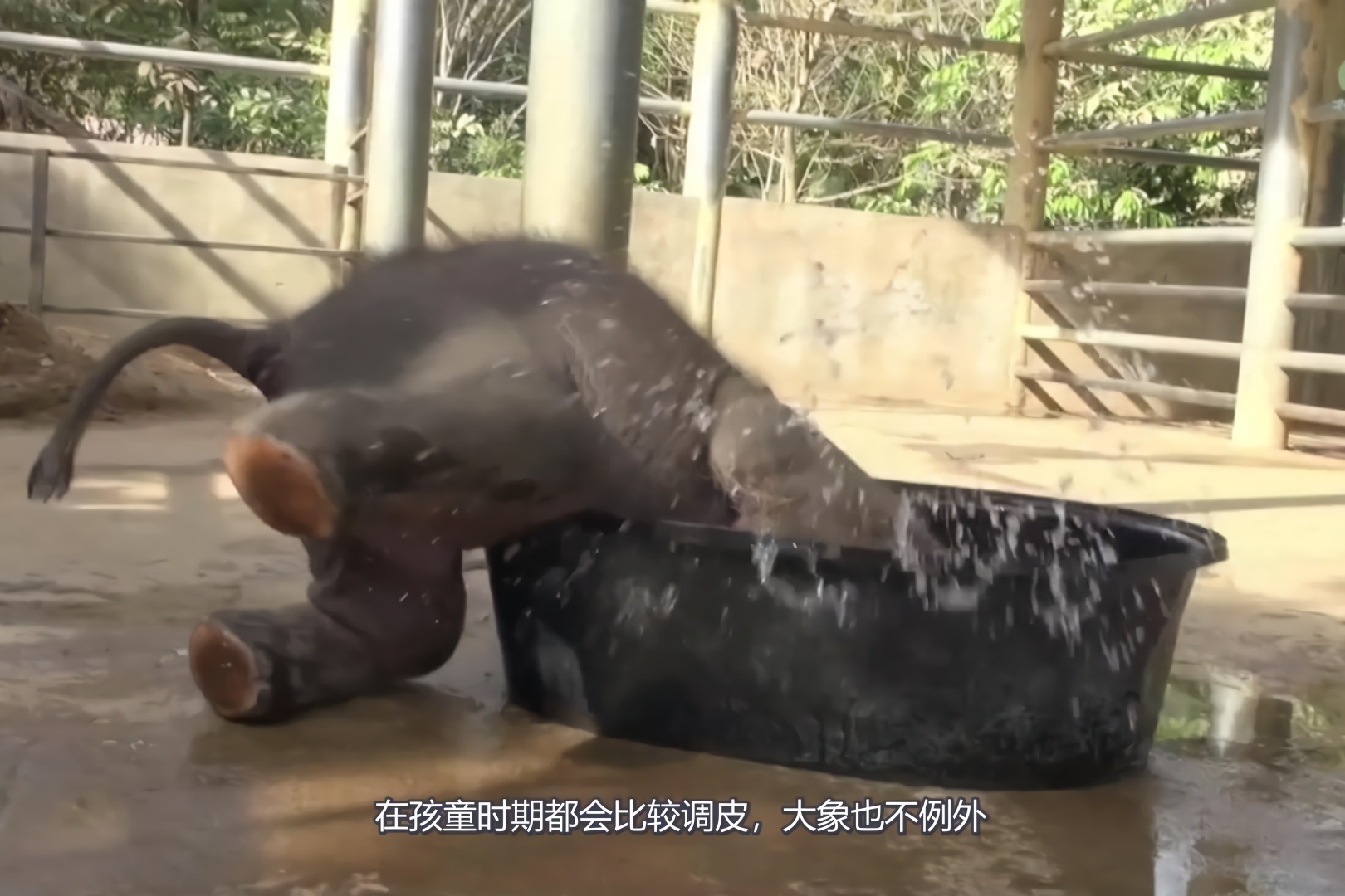 小象在澡盆里玩水,大象妈妈非常生气,下一秒请憋住不要笑