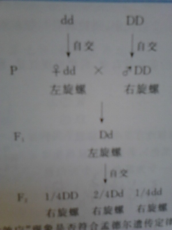 方向有左旋和右旋的区分,旋转方向符合"母性效应",遗传过程如图所示