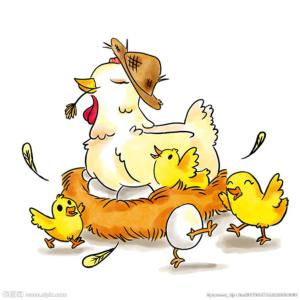 母鸡是怎么孵小鸡的 简笔画
