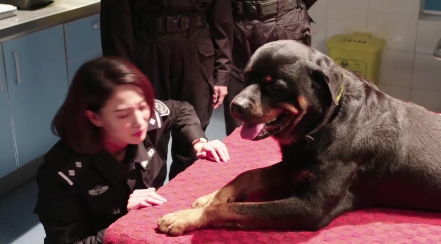 警花与警犬:妞妞忍受痛苦即将手术,却一声也不吭 优优心疼不已