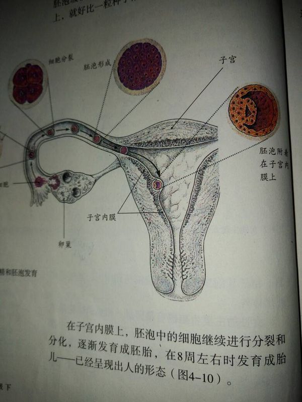 谁有初二生物书内的,学男女生殖器官的那张,我记得那章介绍女的阴道