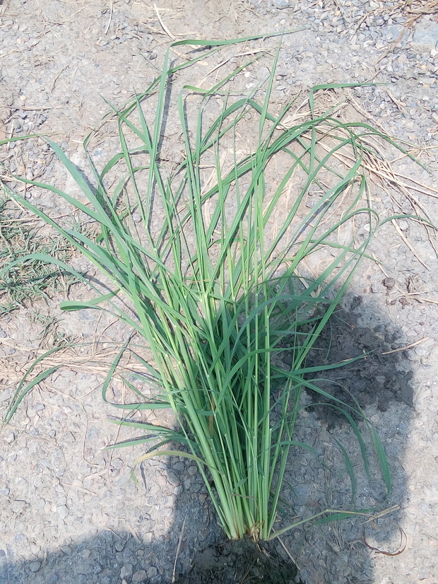 稻田地的金狗尾草,用什么除草农药,能除掉.