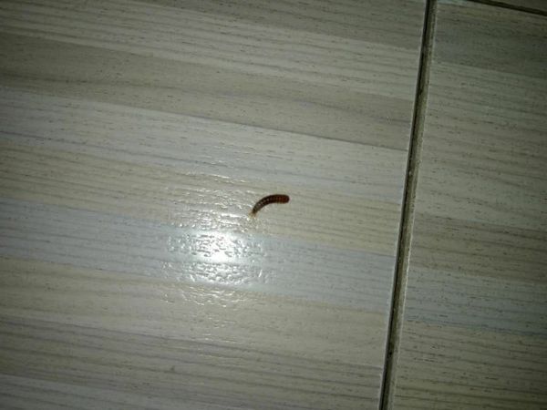 请问这是什么虫子? 家里地板上发现的,皮很硬,黑色,有