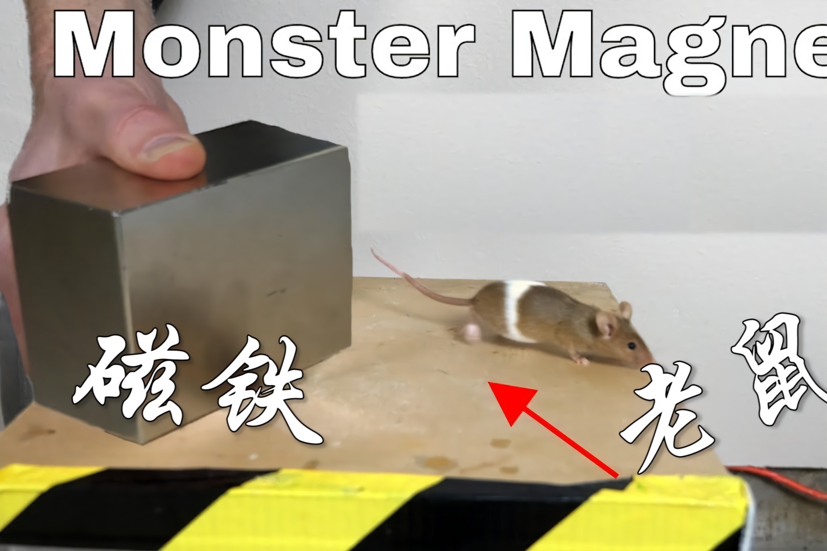 有磁王称号的钕磁铁放老鼠身边,能把老鼠吸住吗?神奇一幕出现了