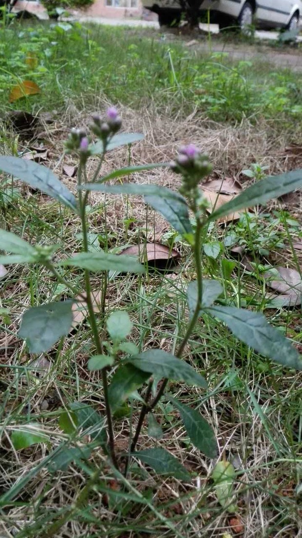 请问这棵是什么植物?是否叫紫花蒲公英或者夜香牛?