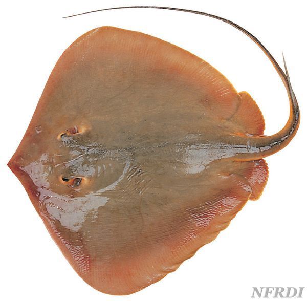 外形像扇子后面一条细尾巴的扁鱼是什么鱼