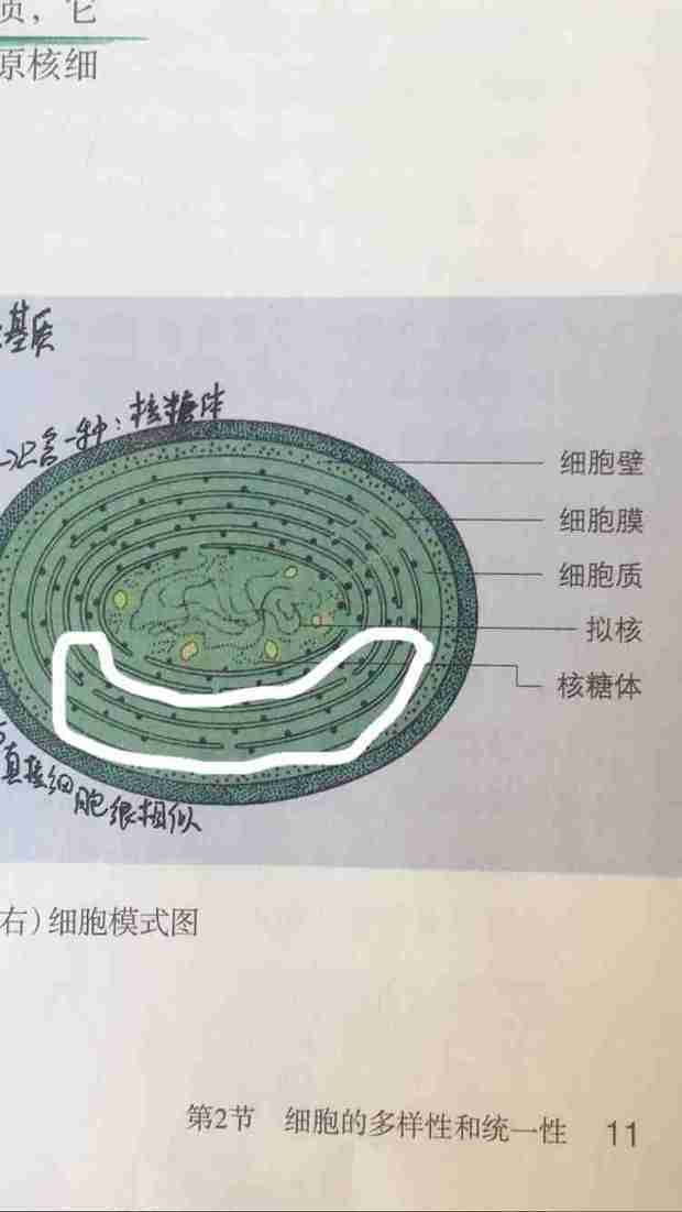 必修一书上的蓝细菌图那一堆堆的是什么(就是核糖体附着的那个结构)?