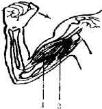 如图是屈肘时肌肉的协作示意图.请据图回答:(1)图中的
