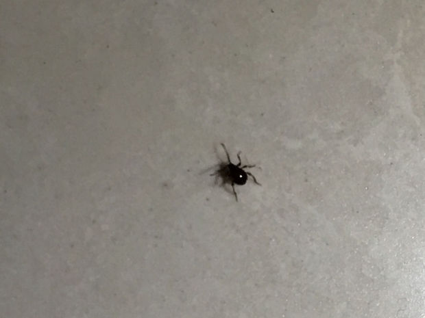 卧室和客厅出现这种类似蜘蛛的虫子,是什么虫?怎么杀死?家里无宠物!