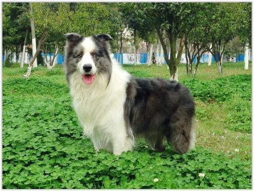11犬是什么 关于11犬的详细介绍 -为您提供美容等