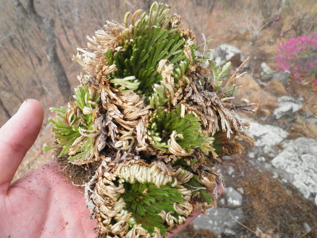 这是长在石头上的类似于苔藓的植物,谁能告诉我这个叫