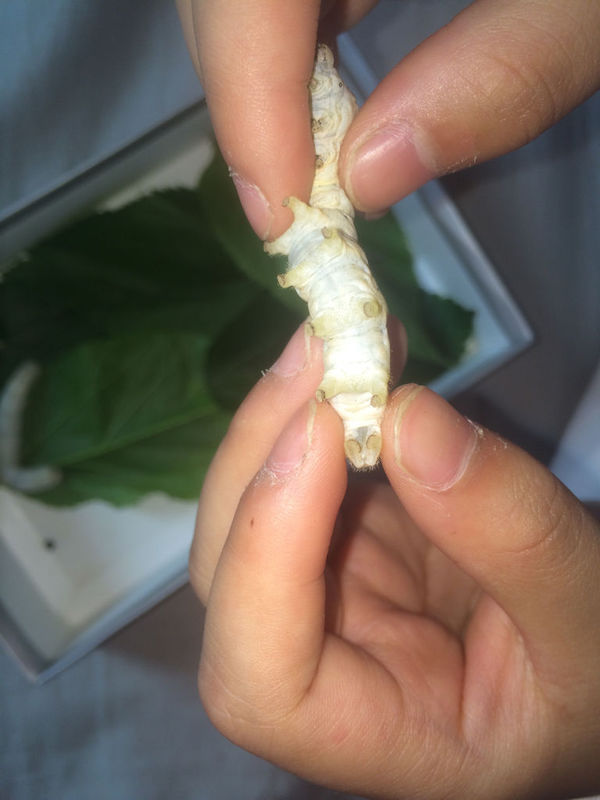 求分蚕宝宝公母
