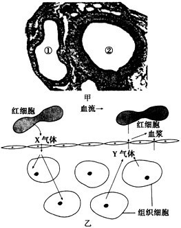 下图甲是人体内的动脉和静脉的横切面图,图乙是人体内