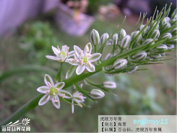 汉山奇是虎眼万年青吗?