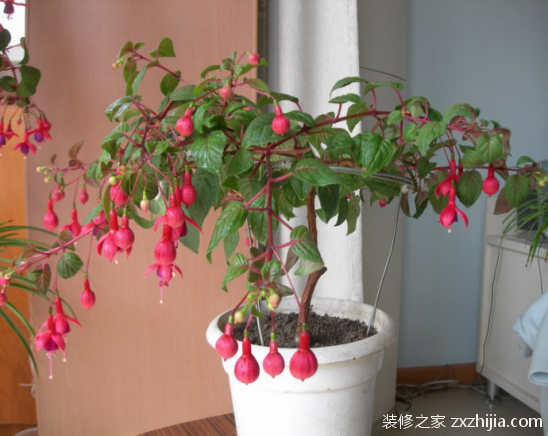 灯笼花怎么养灯笼花怎么养