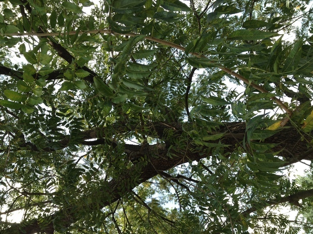 这是什么树?当地人叫红檀,木质红色,非常坚硬,生长缓慢,落叶,发叶晚