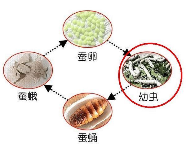 (再详细点,就是五龄蚕,也就是第五次蜕皮的蚕.