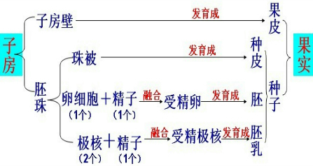 种子是由花的哪一部分发育而来的a.子房b.胚珠c.花粉d