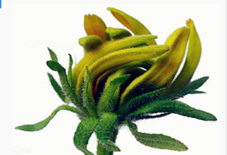 世界上真的有吃人的植物吗?