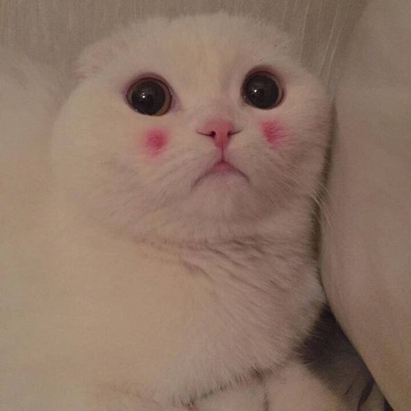 猫咪情侣头像另一半求图