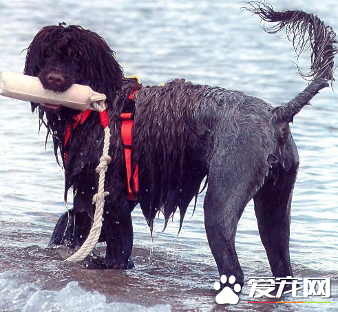 葡萄牙水犬智商排名 狗狗智商排名中没有排名