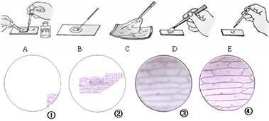 下图中a～e是制作观察洋葱鳞片叶表皮细胞临时装片的方法步骤图;①