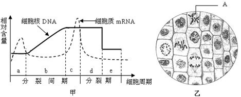 通过实验研究洋葱根尖细胞有丝分裂过程,得出下图所示