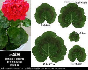 这是什么花?叶子有点像冬寒菜