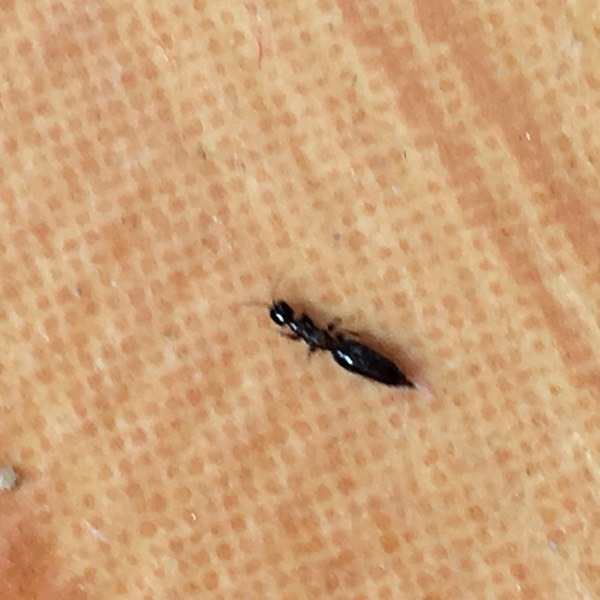 谁知道这种虫子要怎么灭?长得像蚂蚁,有翅膀会飞,被咬了就是这样的