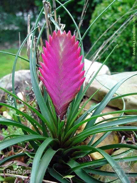 紫凤梨 别名:铁兰,紫花凤梨 ,细叶凤梨