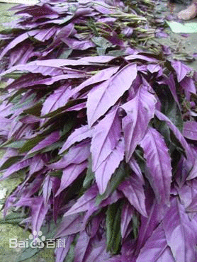 盆栽,叶子正面绿色,背面紫色,叫什么名字啊