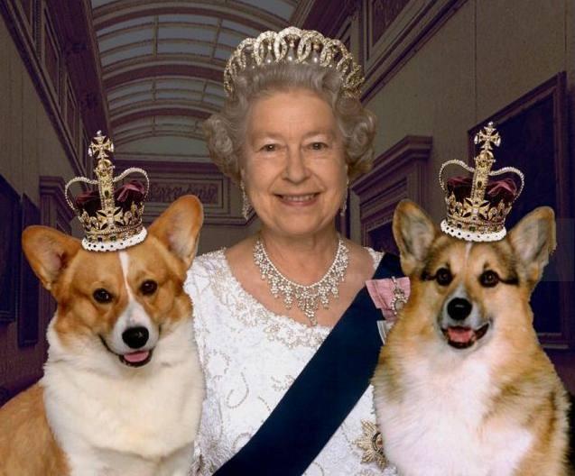 英女王90大寿_英国女王的柯基犬:从18岁陪伴至90大寿,它是伊丽莎白的